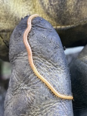 Haplophilus subterraneus