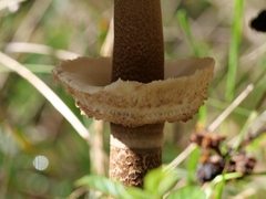Macrolepiota procera