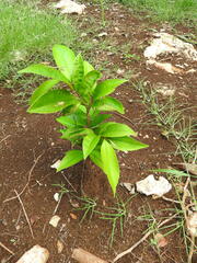 Spondias purpurea