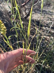 Muhlenbergia andina