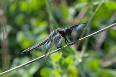 Libellula forensis × pulchella