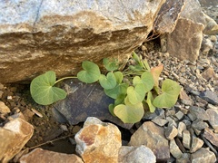 Oxyria digyna