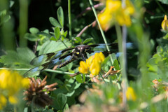 Libellula forensis × pulchella