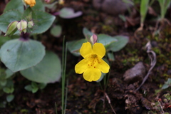 Erythranthe lutea