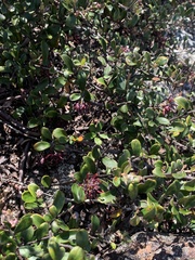 Grevillea evansiana