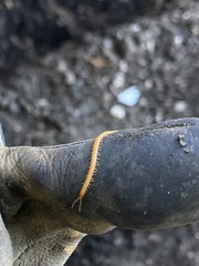 Haplophilus subterraneus