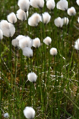 Eriophorum chamissonis