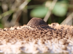 Macrolepiota procera