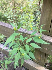 Bidens discoidea