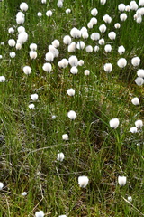 Eriophorum chamissonis