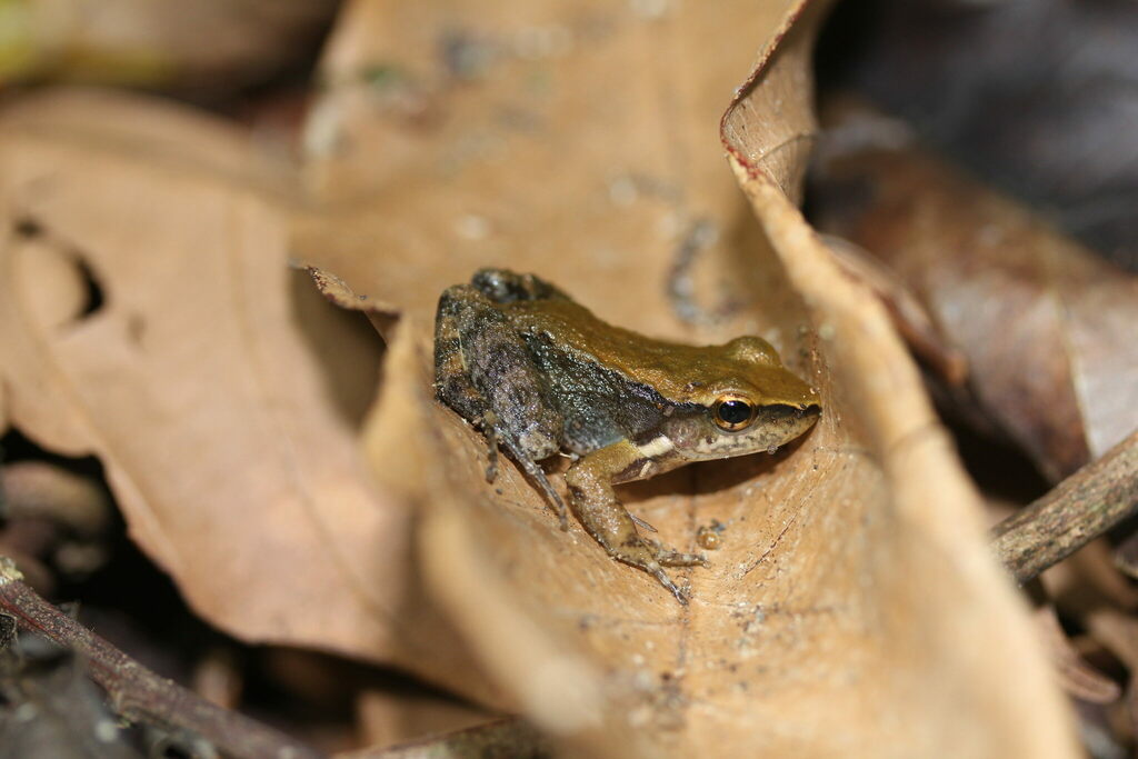 Crossodactylus gaudichaudii from Serra da Tiririca, Niterói, RJ, BR on