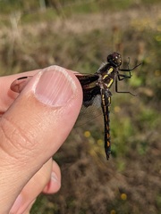 Libellula forensis × pulchella