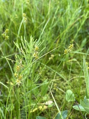 Carex echinata