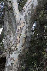 Platanus wrightii