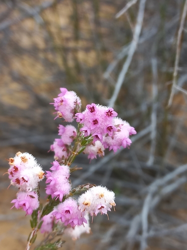 Image of Erica plumosa by (c) Brian du Preez, some rights reserved (CC BY-SA)
