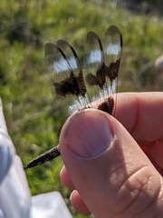 Libellula forensis × pulchella