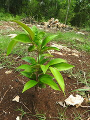 Spondias purpurea