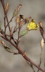 Benitoa occidentalis