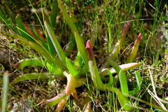 Carpobrotus modestus