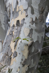Platanus wrightii