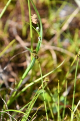 Carex lachenalii