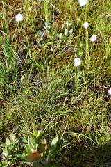 Carex lachenalii