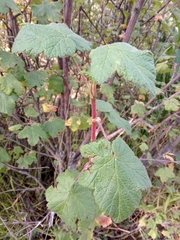 Ribes ciliatum