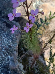 Stylidium laricifolium