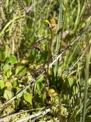 Packera pauciflora