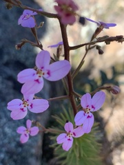Stylidium laricifolium
