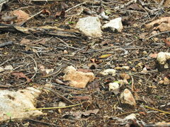 Sceloporus chrysostictus