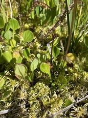 Packera pauciflora