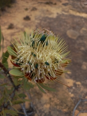 Protea glabra
