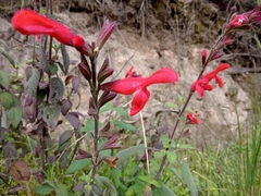 Salvia fulgens