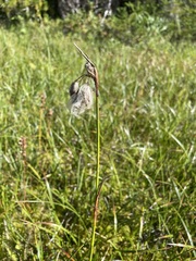 Eriophorum angustifolium