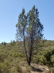 Cupressus stephensonii
