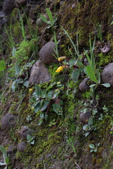 Erythranthe lutea