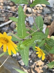 Melampodium montanum