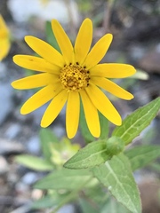 Melampodium montanum