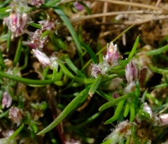 Laxmannia orientalis