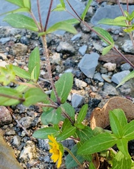 Melampodium montanum