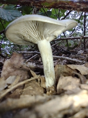 Clitocybe