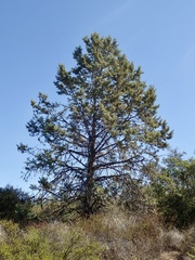 Cupressus stephensonii
