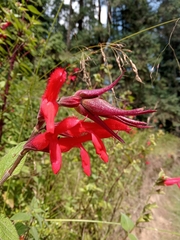 Salvia fulgens