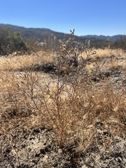 Benitoa occidentalis