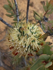 Protea glabra