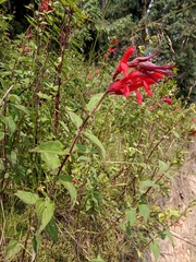 Salvia fulgens