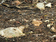 Sceloporus chrysostictus