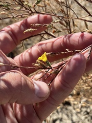 Benitoa occidentalis