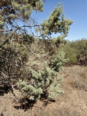 Cupressus stephensonii